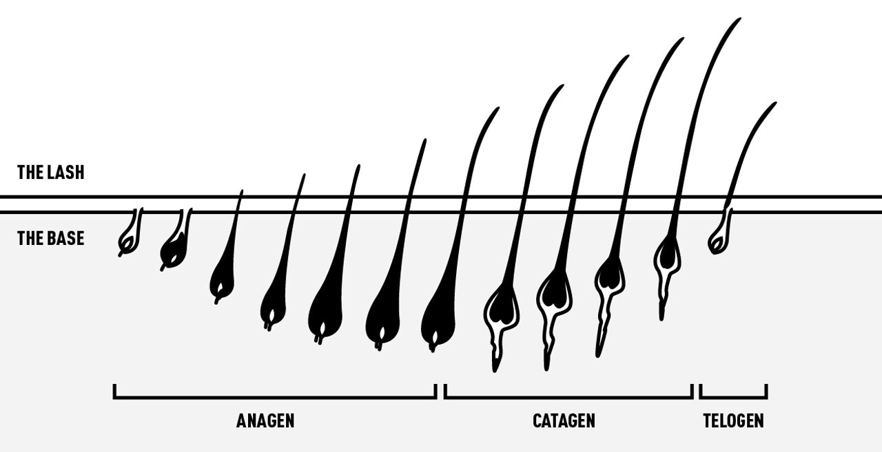 Lash Cycle