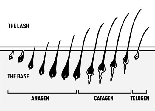 Lash Cycle